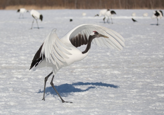 The cranes become enveloped in their own wings as they land on the snow. 