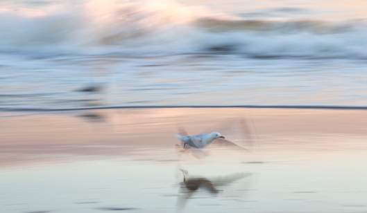 Early morning seagull. I was thrilled with the movement in the wings and the delicate colours. Quite different to some of my work :)