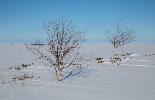 I loved these trees and the windblown snow allowing some grass to show through.